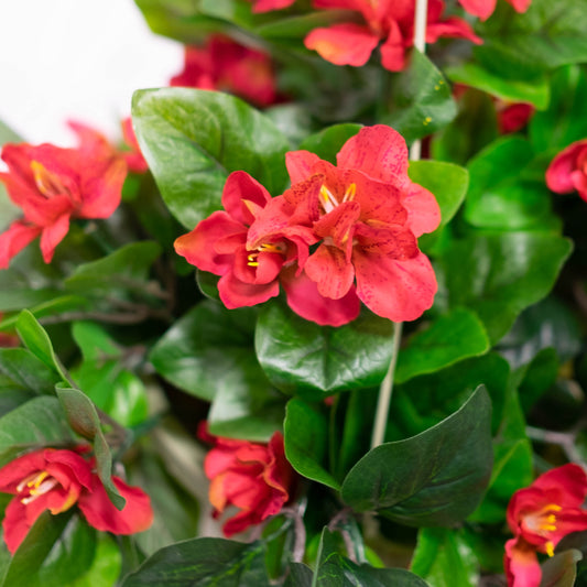 Azalea Flowering Basket