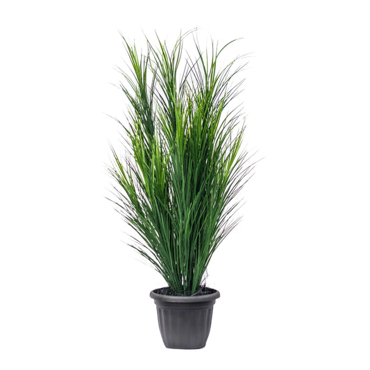 Wheat Grass Potted