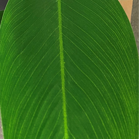 Bird of Paradise 58"