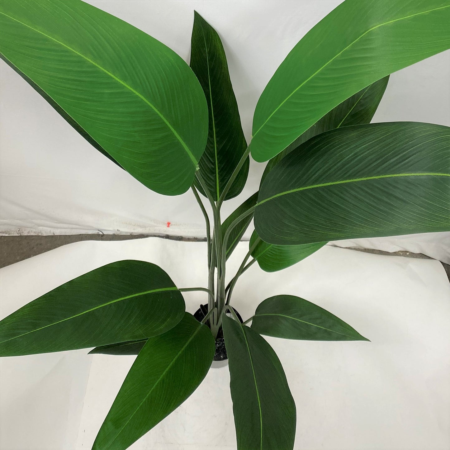 Bird of Paradise 58"