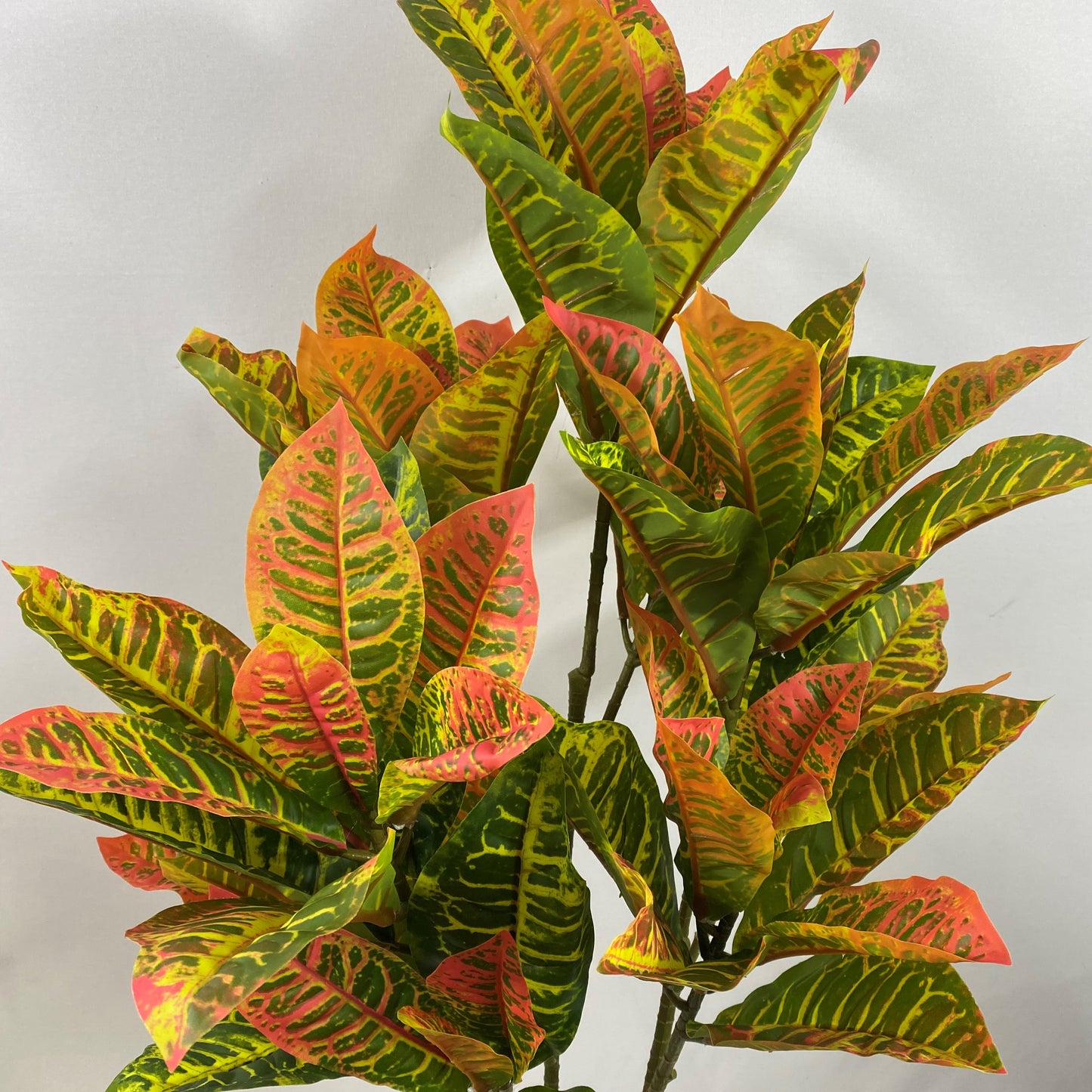 Croton Tree 43" - UV Protected
