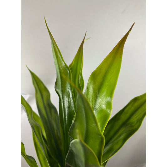 Artificial Dracaena Plant with Variegated Tip (pack of 3)