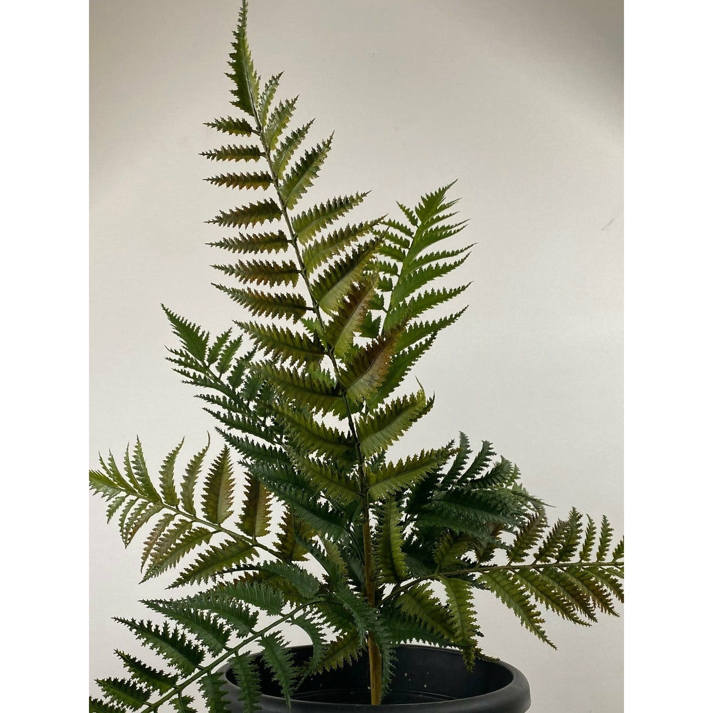 Fern Bush 22" pack of 3