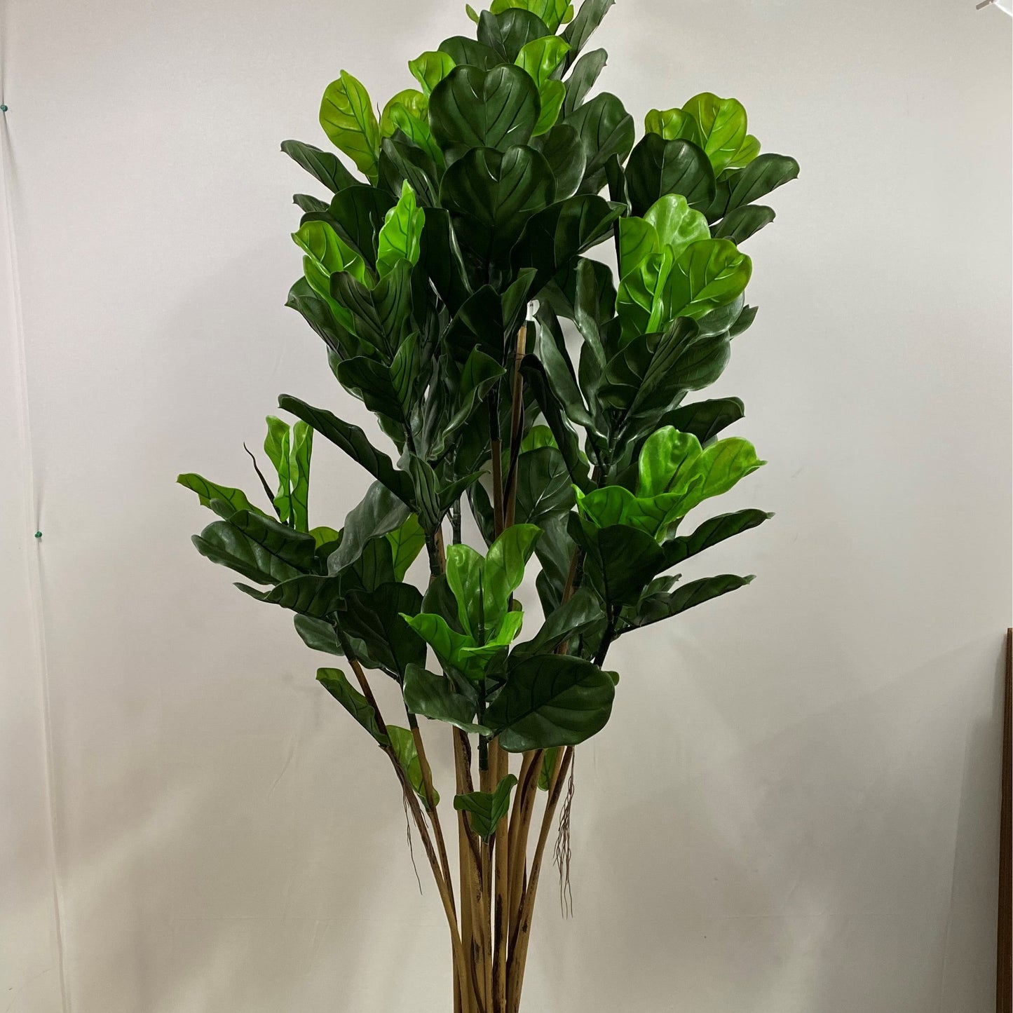 Outdoor fiddle leaf 6' uv protected