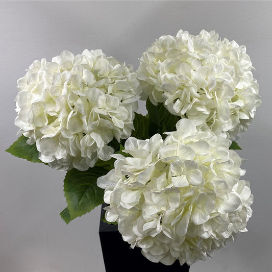Hydrangea classic ( pack of three )