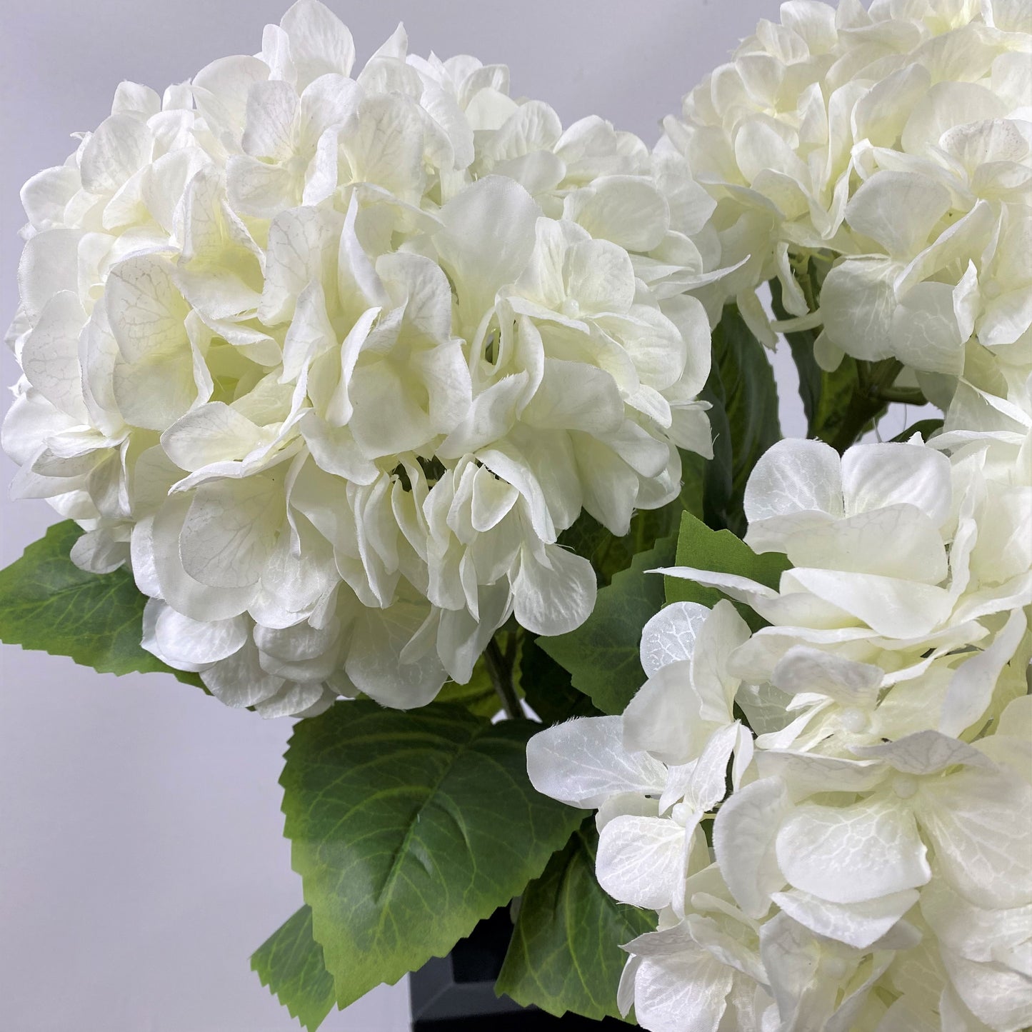Hydrangea classic ( pack of three )