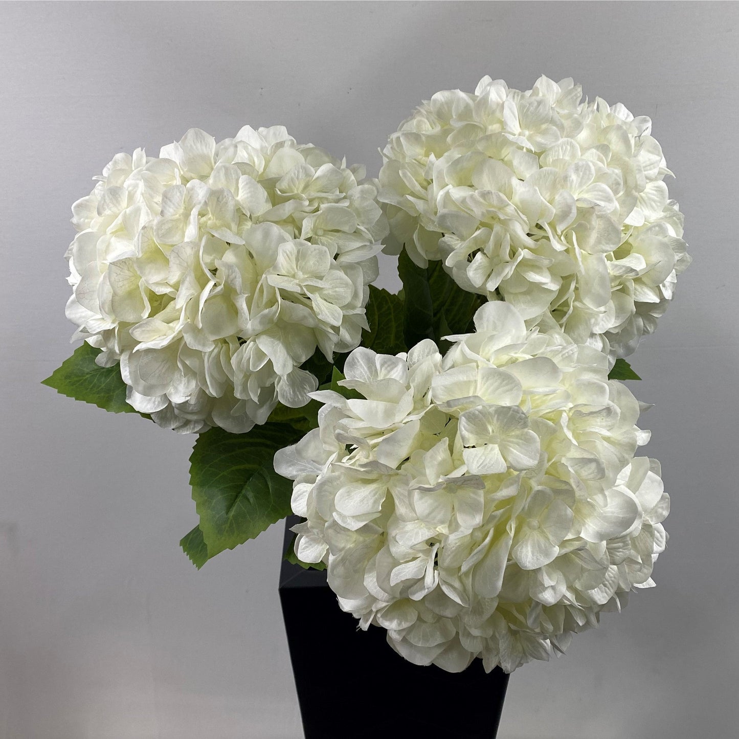 Hydrangea classic ( pack of three )
