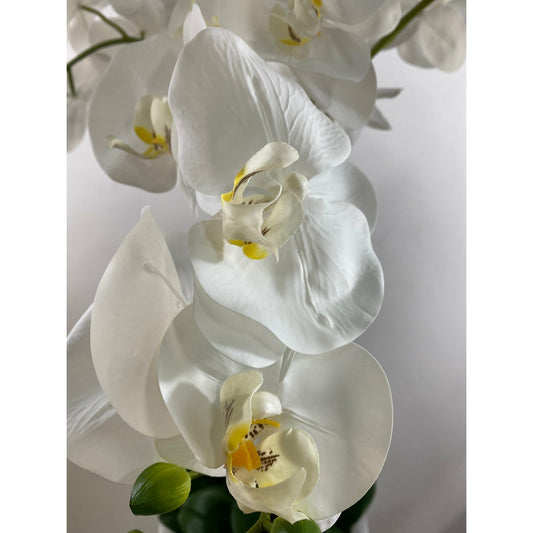 Eternity Phalaenopsis Orchid Arrangement 53"