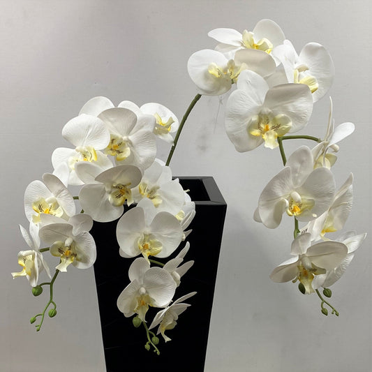 Phalaenopsis orchid classic white ( pack of three )