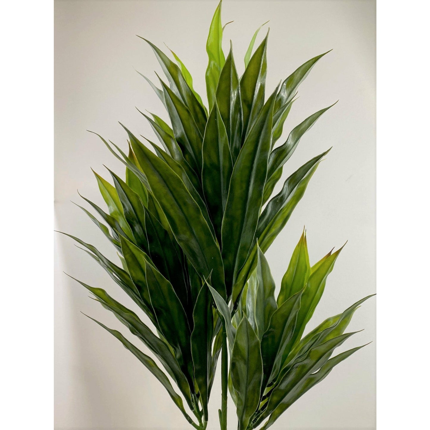 Flame Dracaena 32"