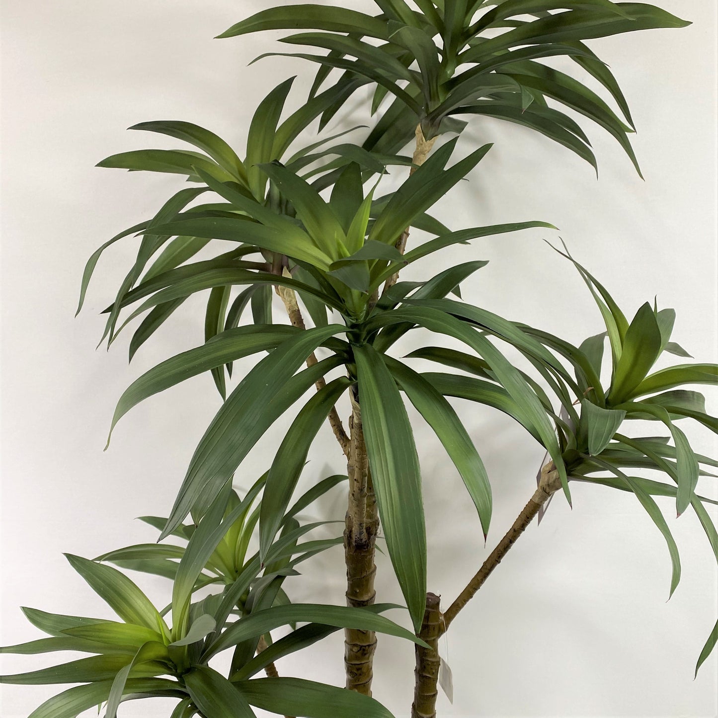 Sicily Grove 48"