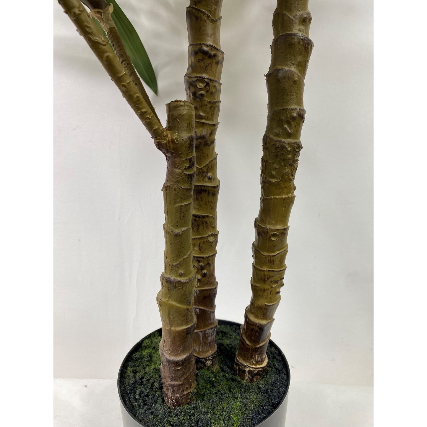 Sicily Grove 48"
