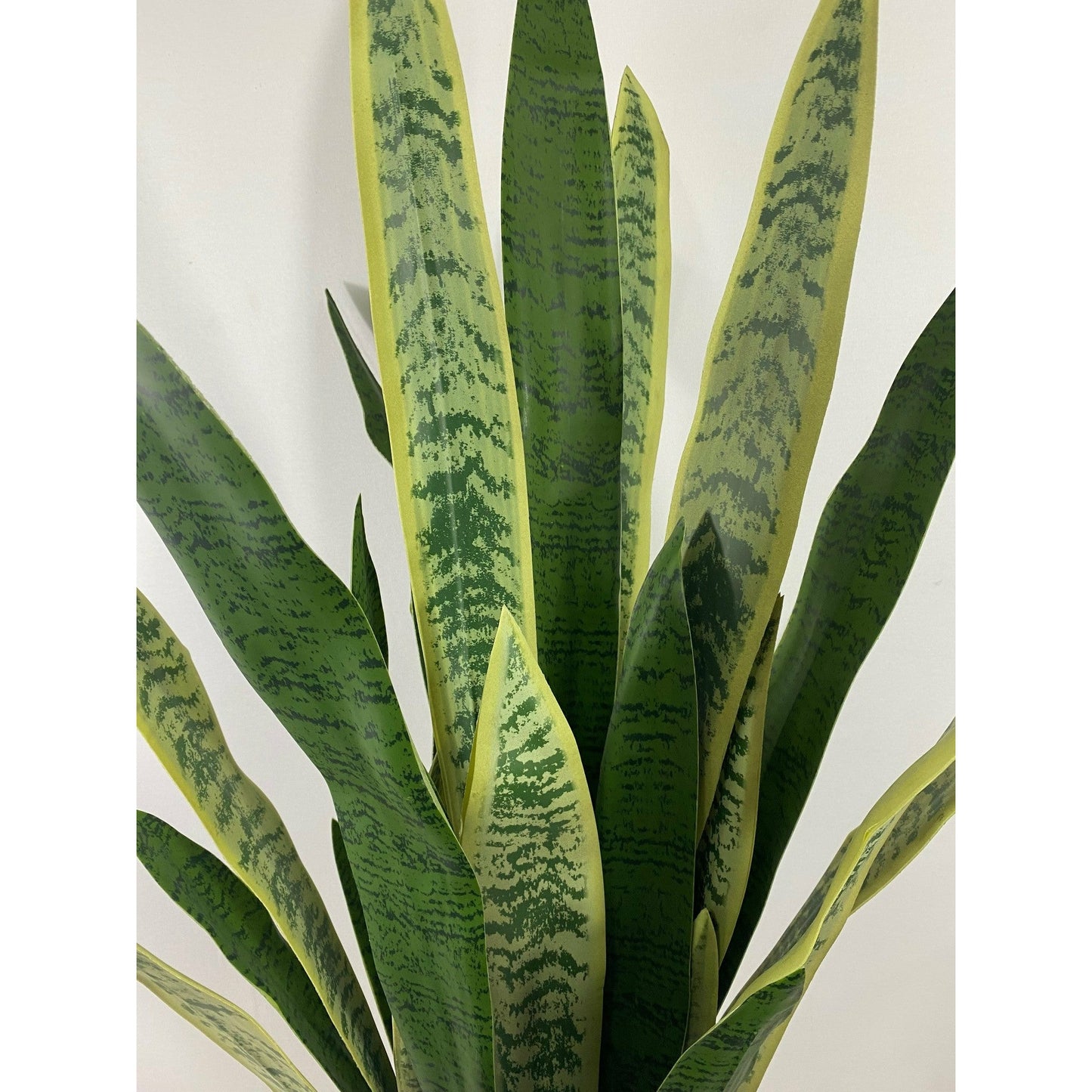 Potted Variegated Snake Plant 40: