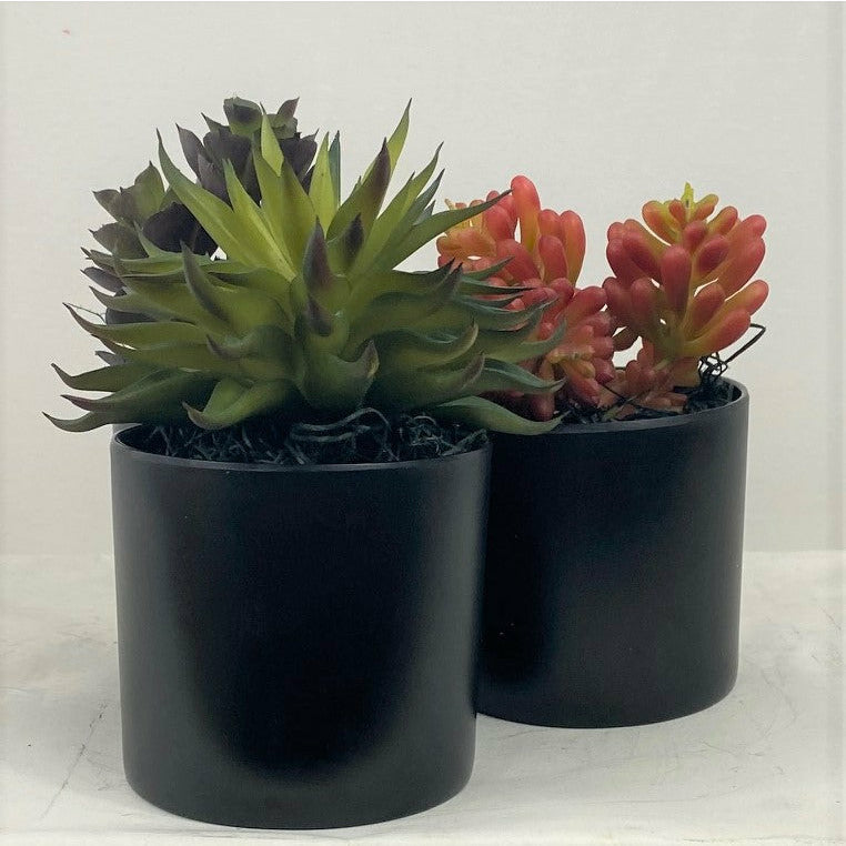 Potted Succulent Plant (Set of 3)