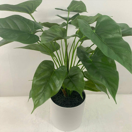 Anthurium with Planter