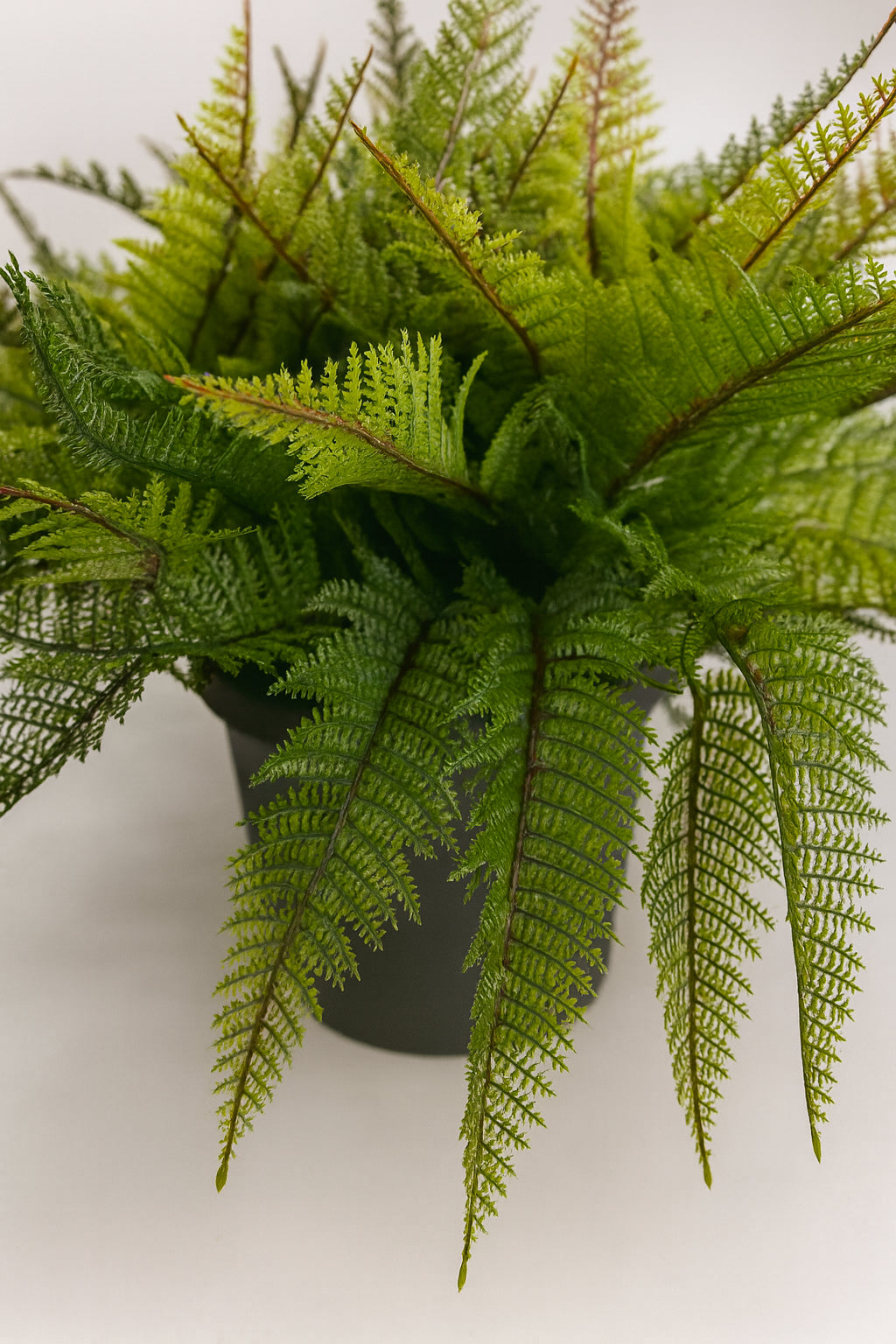 Potted fern plant on a white background
