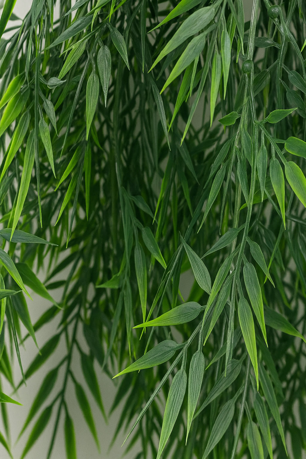 Close-up of green leafy branches against a neutral background