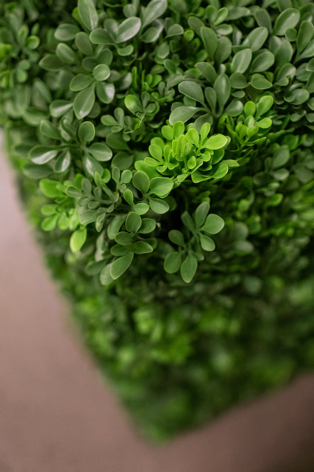 Close-up of a green leafy plant with a blurred background