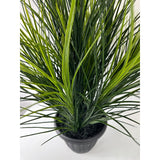 Wheat Grass Potted triple