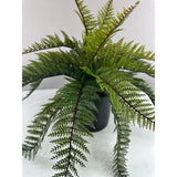 Outdoor coffee table fern