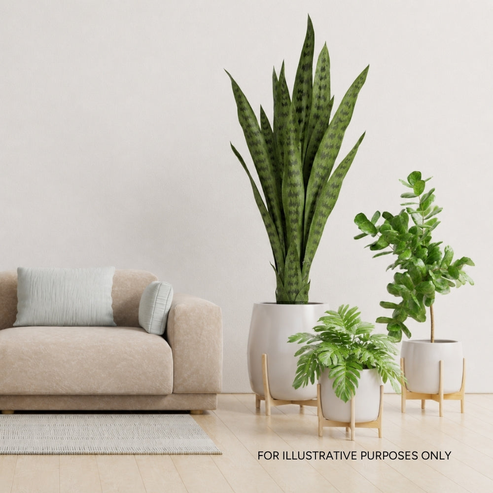 Evergreen Essentials