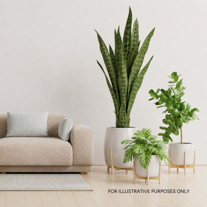 Evergreen Essentials