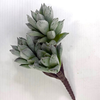 Frosted Pineapple succulent (set of three)