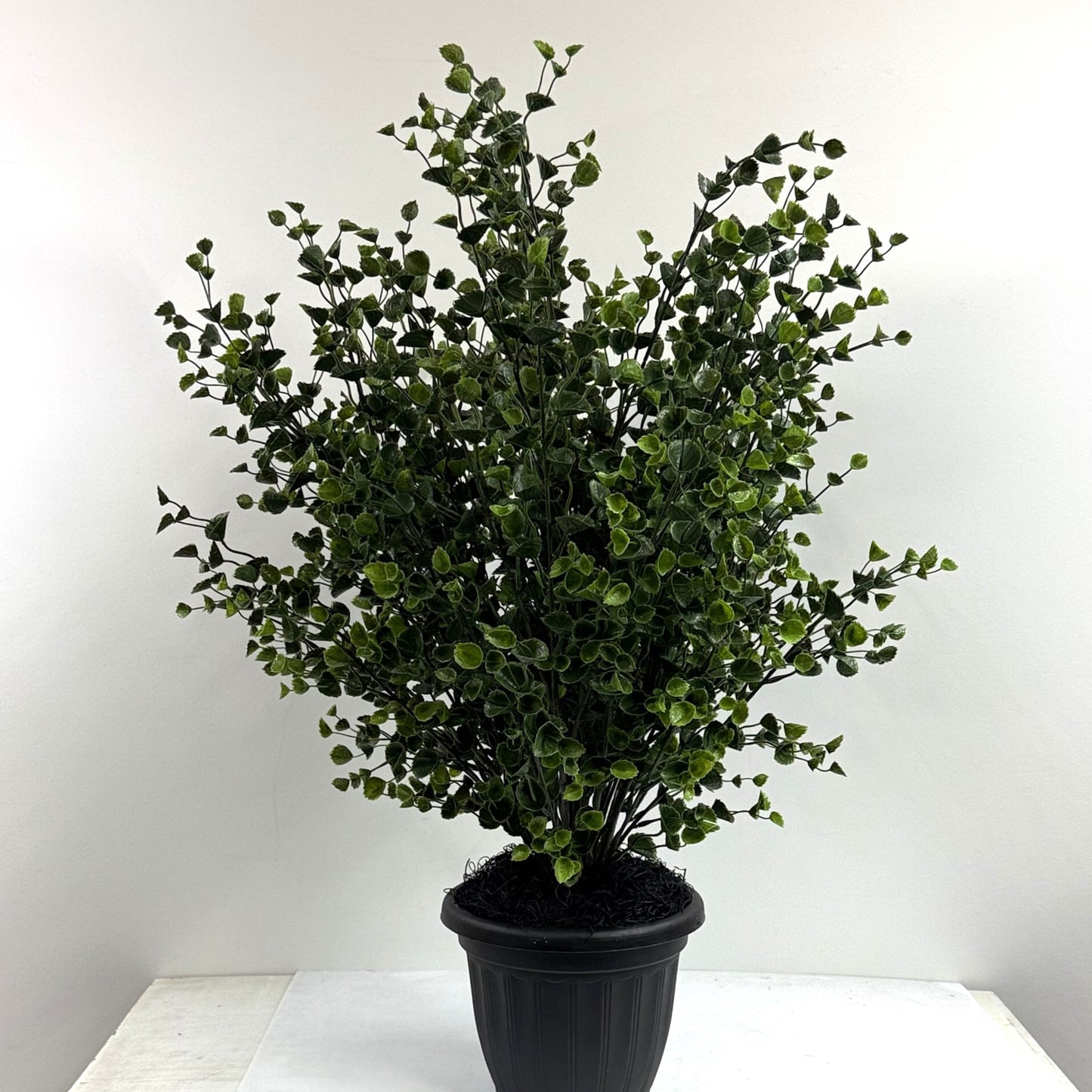 Leafy Spurge extra large double