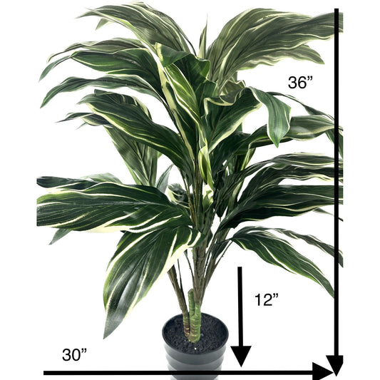 Cordyline Plant