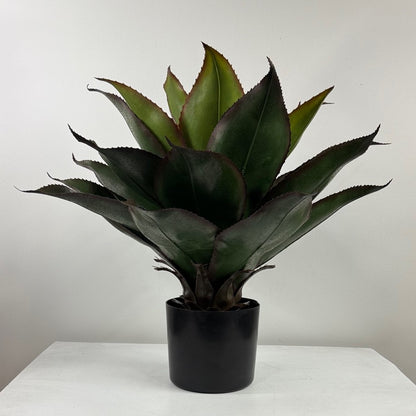 Agave 21" potted