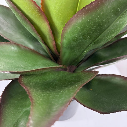 Agave 21" potted