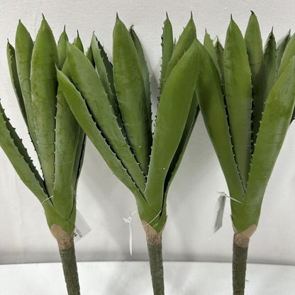 Aloe Mini (Pack of 3)