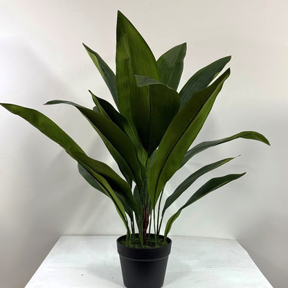 Aspidistra 28"