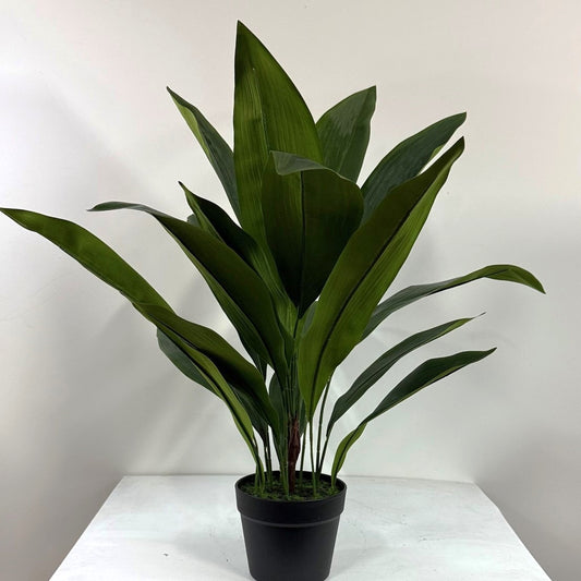 Aspidistra 28"