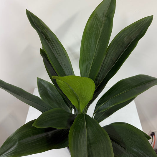 Aspidistra 28"