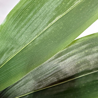 Aspidistra 28"