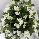 Bougainvillea Flowering Basket