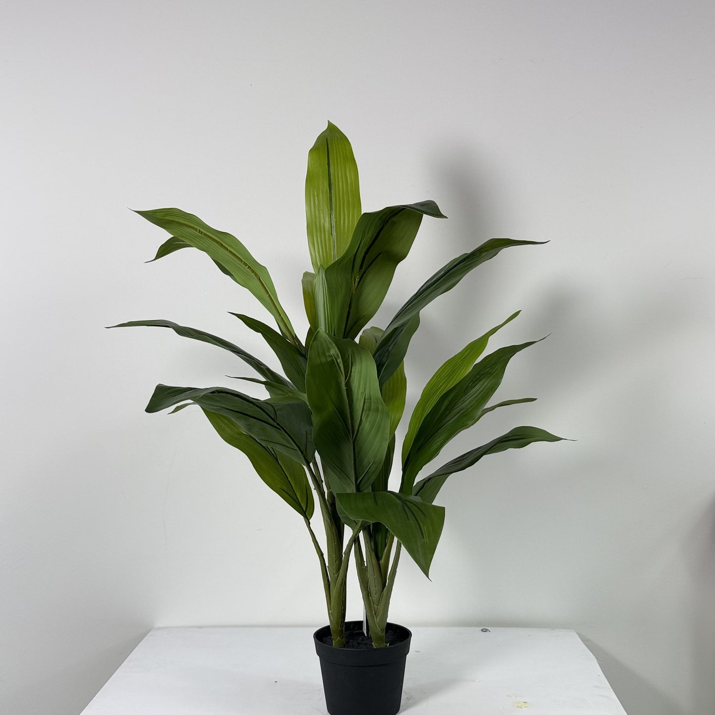 Cycas plant mini 29"