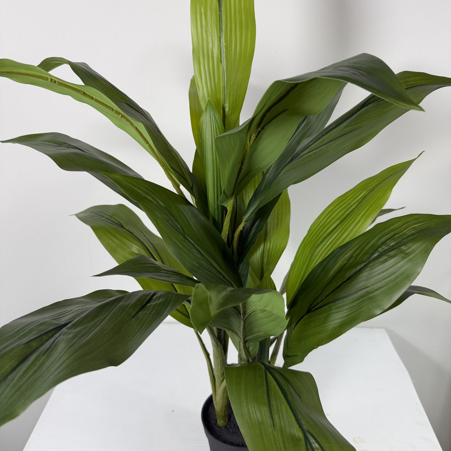 Cycas plant mini 29"