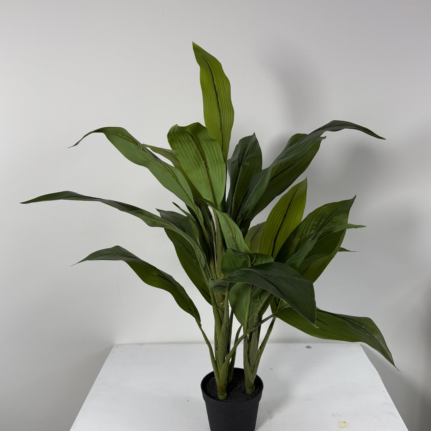 Cycas plant mini 29"