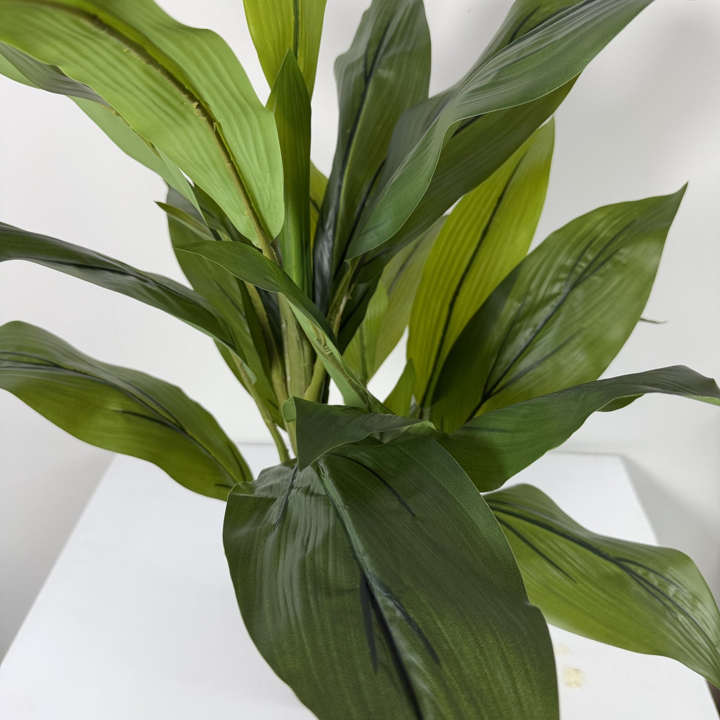 Cycas plant mini 29"