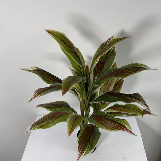 Cycas plant mini 29"