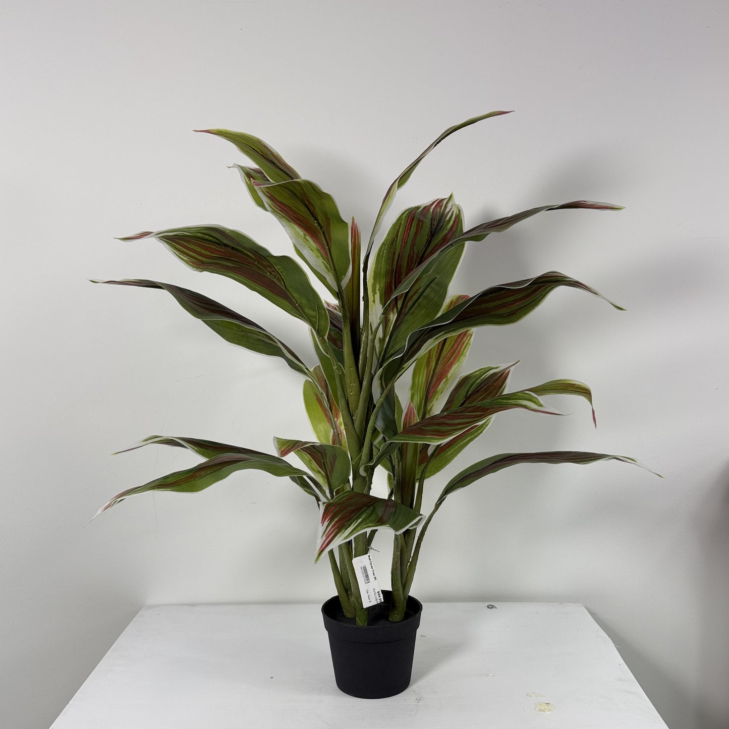 Cycas plant mini 29"