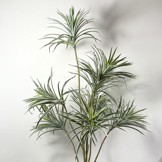 Dracaena adjustable Trunk 53"