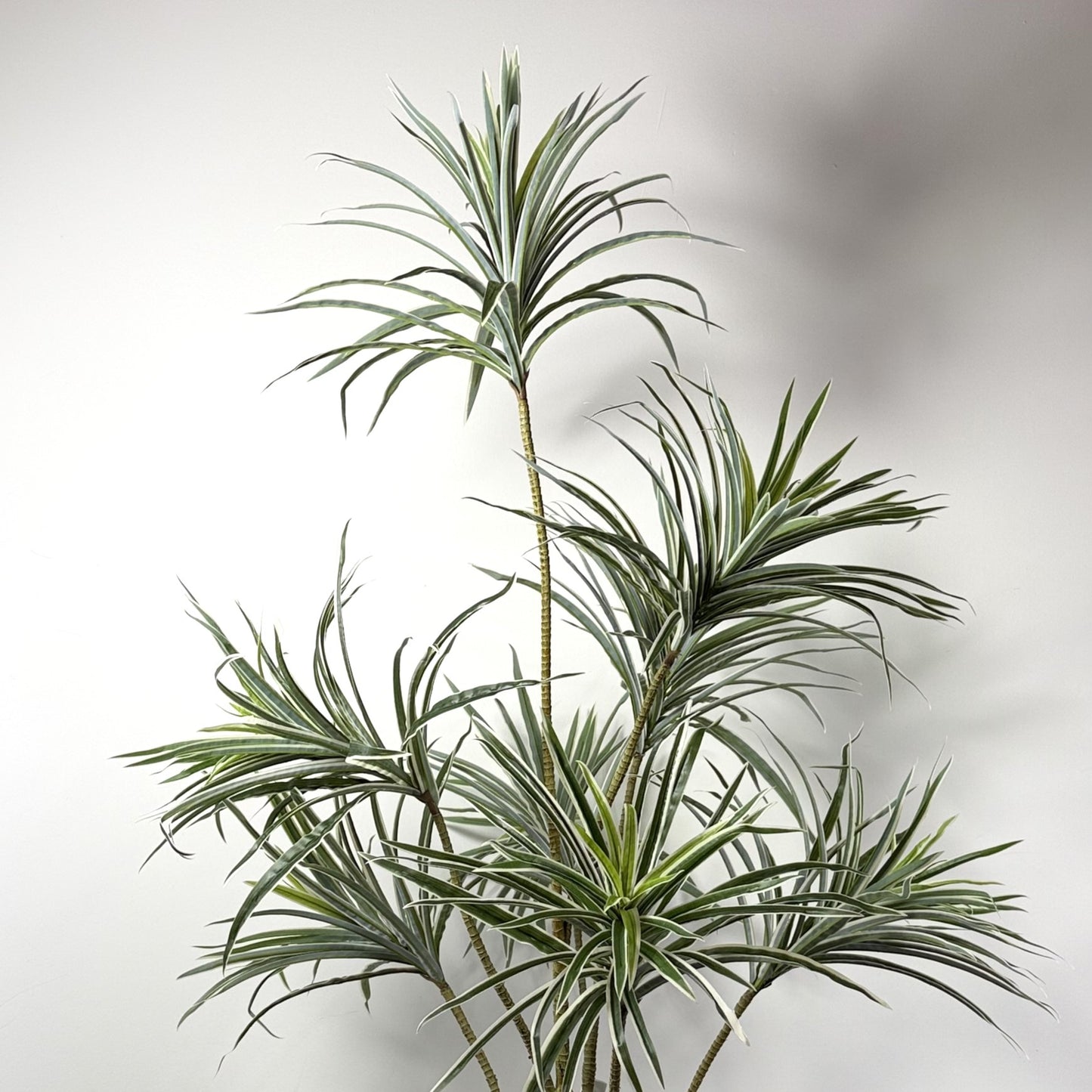 Dracaena adjustable Trunk 53"