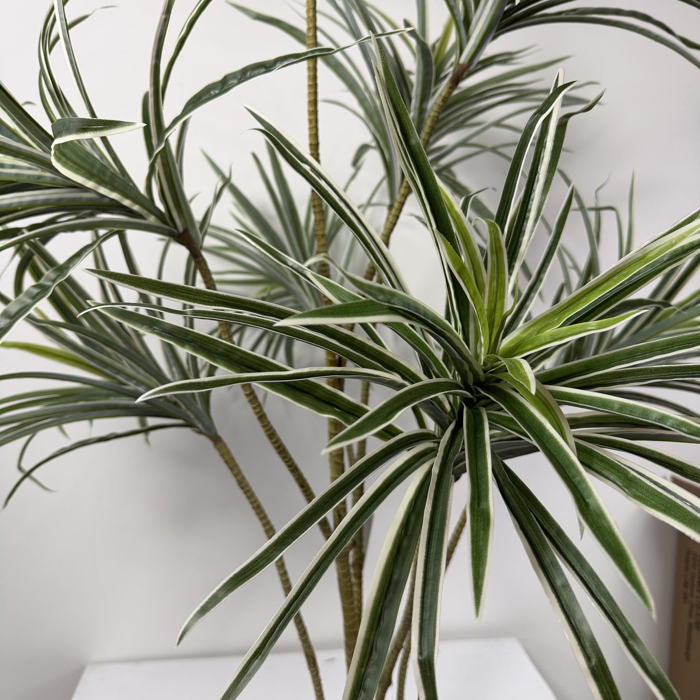Dracaena adjustable Trunk 53"