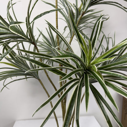 Dracaena adjustable Trunk 53"