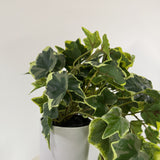 Potted English Ivy in Ceramic