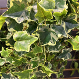 Potted English Ivy in Ceramic