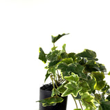 Potted English Ivy in Ceramic